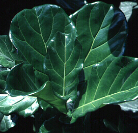 انجیر زینتی,برگ ویلونی